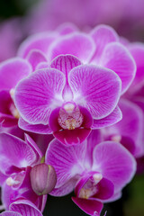 Macro photo of an orchid flower