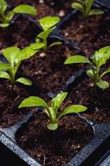 Young seedlings of aster flowers in containers, pots and cassettes on the windowsill. Seedlings for sale and for giving.