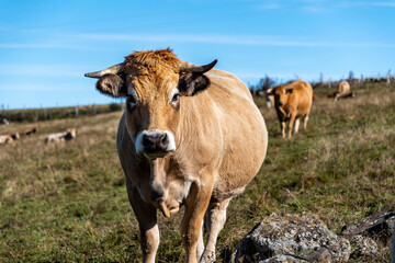 Naklejka na ściany i meble Magnifique vache nous regardant au bord du chemin de randonnée du signal du Luguet en Auvergne par une belle journée ensoleillée