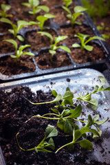 Young seedlings of flowers and vegetables in containers, pots and cassettes on the windowsill. Seedlings for sale and for giving. The gardener prepared several sprouts of the aster flower for a pick.