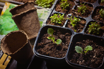 seedlings of mallow flowers on the windowsill in the apartment of a summer resident. Young seedlings in cassettes for seedlings, trays and pots