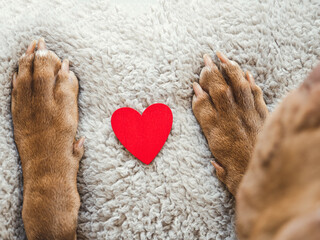 Lovable, pretty puppy of brown color. Close-up, indoors, view from above. Day light. Pet care concept