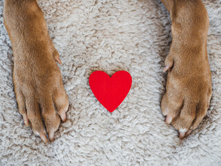 Lovable, pretty puppy of brown color. Close-up, indoors, view from above. Day light. Pet care...