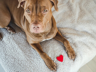 Lovable, pretty puppy of brown color. Close-up, indoors, view from above. Day light. Pet care concept