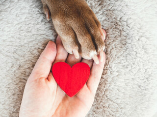 Male hands hold dog paws. Close-up, indoors, view from above. Day light. Pet care concept © Svetlana