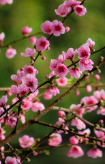 pink cherry blossoms, Plum blossom, pink cherry tree.
cherry blossoms background, selective focus.