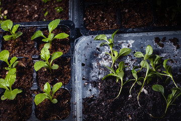 Young seedlings of flowers and vegetables in containers, pots and cassettes on the windowsill. Seedlings for sale and for giving. The gardener prepared several sprouts of the aster flower for a pick.