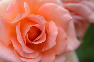 京都　府立植物園のバラ　マクロ撮影