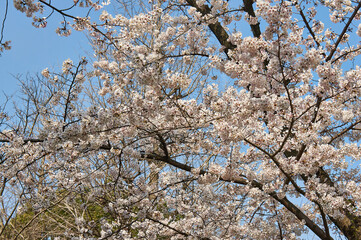 東京都　横網町公園の桜　
