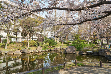 Fototapeta na wymiar 東京都　横網町公園の桜　 