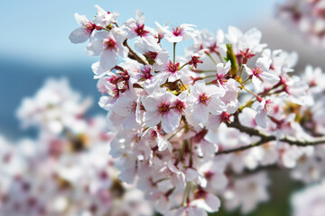 神奈川県　春の御殿場線　山北駅の桜
