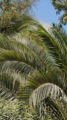 closeup nature view of palm leaves background textures 