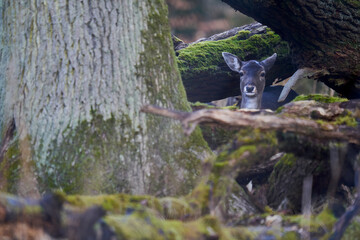 1 young fallow deer (Dama Dama, Reh) in the forest. Animal hides behind thick trees. Wildlife in winter. Front view.