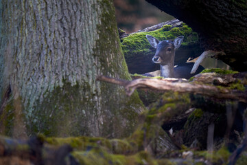 1 young fallow deer (Dama Dama, Reh) in the forest. Animal hides behind thick trees. Wildlife in...