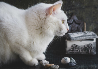 Fototapeta premium White cat