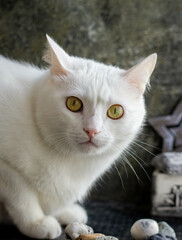 White cat