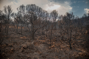 Burning forest in Northwest Tunisia