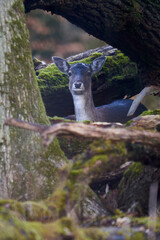 1 young fallow deer (Dama Dama, Reh) in the forest. Animal hides behind thick trees. Wildlife in...