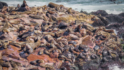 A colony of brown fur seals (Arctocephalus pusillus), Cape Cross, Namibia.