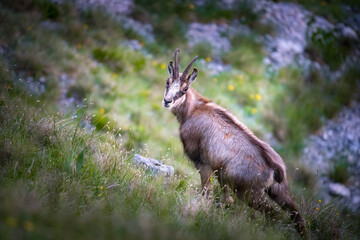 Rupicapra carpatica in Veľká Fatra mountains