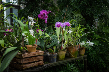 Fototapeta na wymiar Blooming beautiful orchid flowers in a tropical greenhouse, nature and gardening