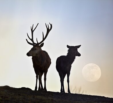 silhouette of a  deer with a doe walking in the moonlight
