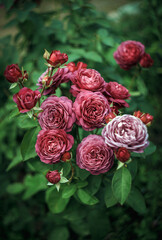 A green bush with red roses.Vertical photo with beautiful flowers in the garden. Red rosehip buds on a flower bed. Greeting card with flowers.