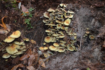 mushrooms on tree