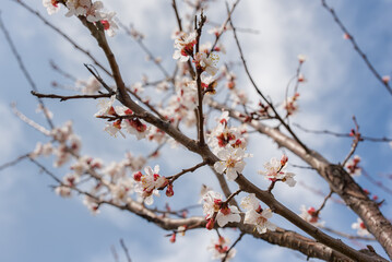 Pink Peach Flowers Blooming on Peach Tree