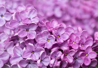 Purple lilac flowers as background