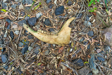 Old cow jawbone on the ground 