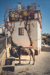 Tuinposter donkey drinking water in a village fountain in front of a house © Eusebio Torres