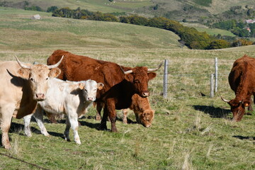Troupeau de vaches salers dans un champ au bord du chemin de randonnée du signal du Luguet en...