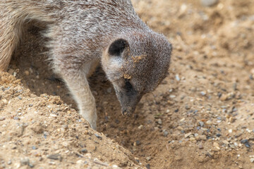 Close up of meerkats in captivity at the zoo