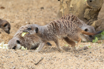 Close up of meerkats in captivity at the zoo