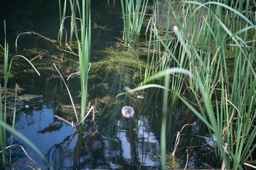 reeds in the water
