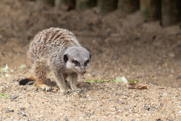 Close up of meerkats in captivity at the zoo