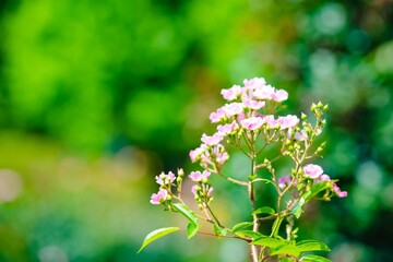 flowers in the garden