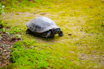 turtle on the grass