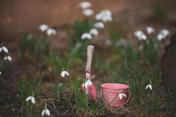 flowers in the grass