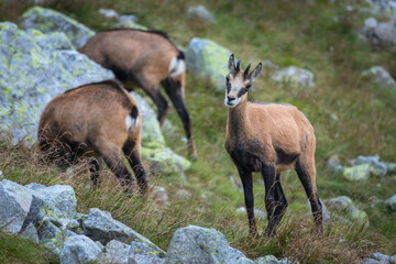 Rupicapra carpatica in High Tatras mountains