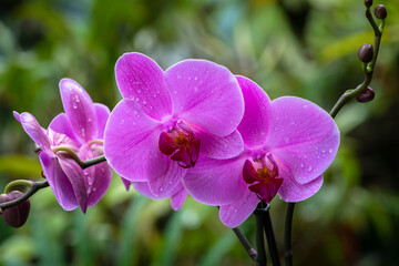 Blooming beautiful orchid flowers in a tropical greenhouse, nature and gardening