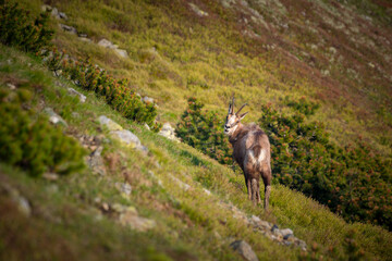 Rupicapra carpatica in High Tatras mountains