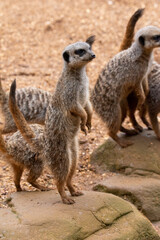 A group of meerkats in captivity at the zoo
