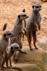 A group of meerkats in captivity at the zoo