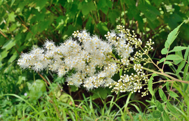 Blooming bush (Sorbaria sorbifolia)