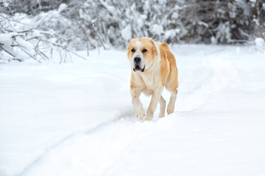 Central Asian Shepherd Dog alabai walking winter day snow snowdrift