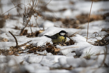 the bird is a common tit on earth