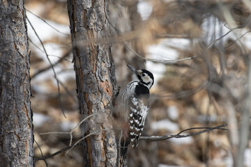 a large mottled woodpecker on the trunk