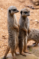 A group of meerkats in captivity at the zoo